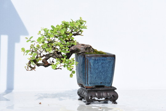 盆景盆栽