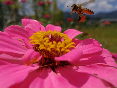 蜜蜂與花