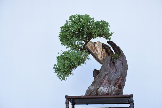 盆景盆栽
