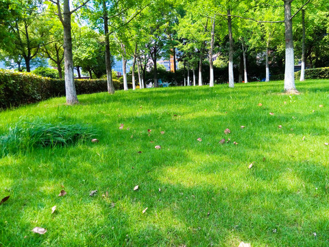 綠地 樹(shù)影