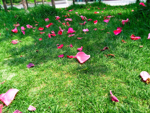 绿草地上落下粉红花瓣