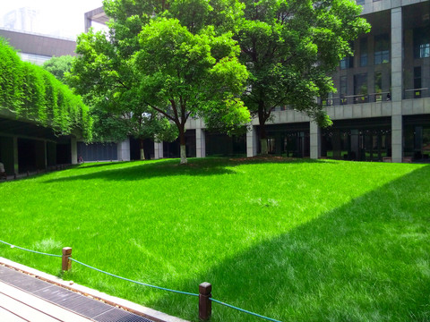 新城 绿草坪