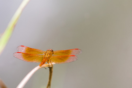 紅蜻蜓