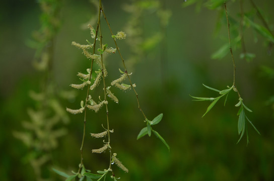 柳花