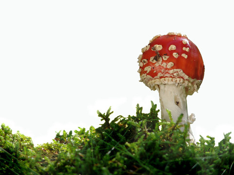 美麗的