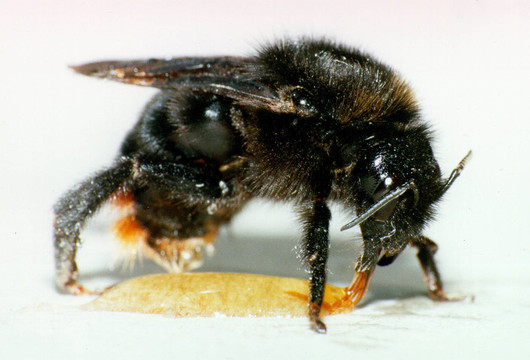 holzbiene