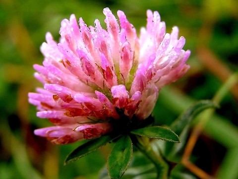 紅車軸草（Trifolium pratense）