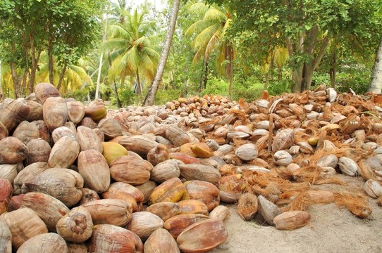 海u200b u200bcoconuts \ \