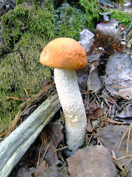 pilz1