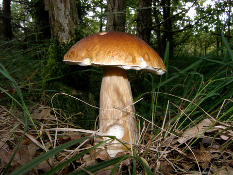 CEP