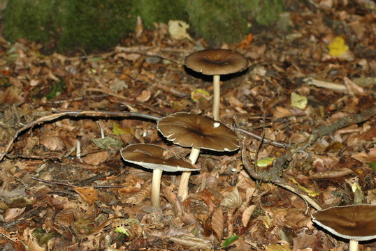 pilzsaison