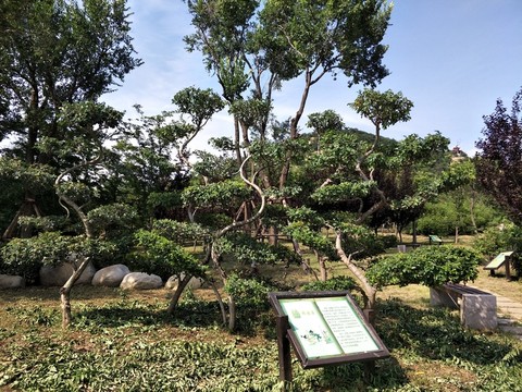蘑菇樹