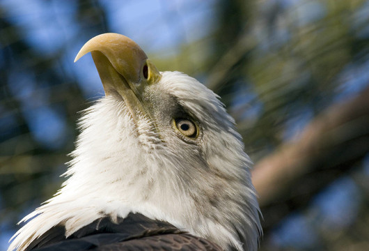 weisskopfseeeadler