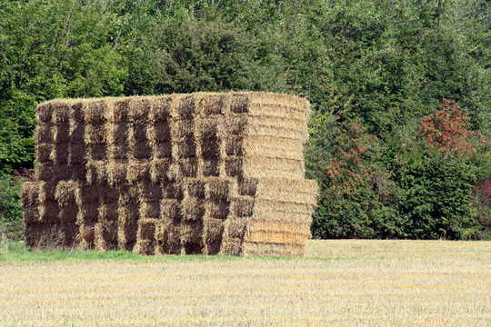 abgeerntet