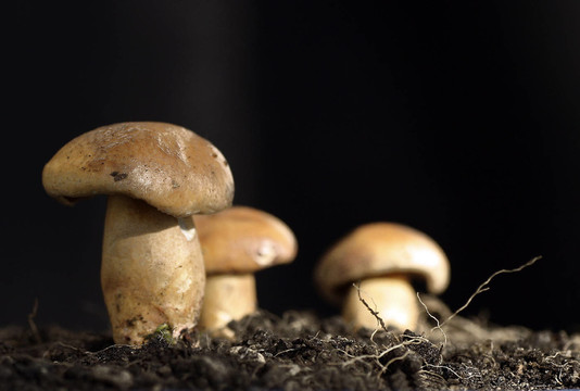 更多的蘑菇