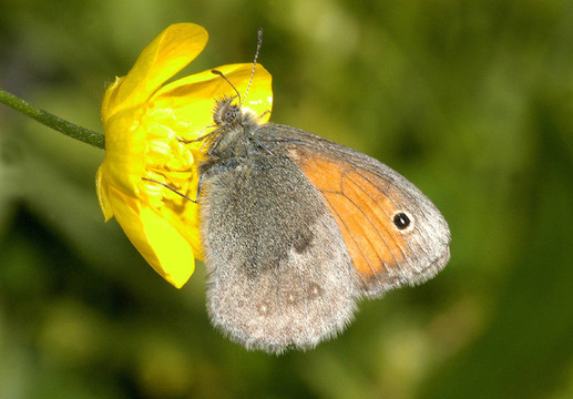 牛眼（Maniola jurtina）
