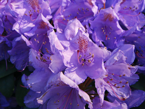rhododendronblüTE