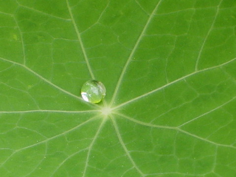 葉