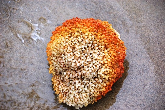 海灘上的珊瑚