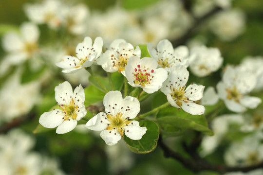 birnbaumblüTE