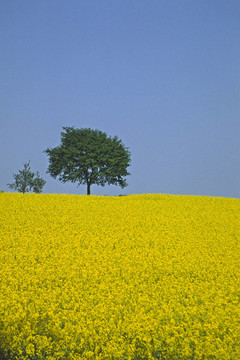 在holperdorp油菜田樹