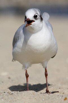 海鷗