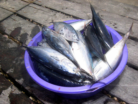 新鮮的魚(yú)