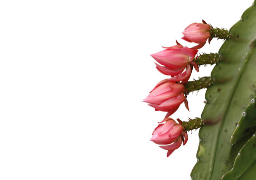 仙人掌花豁免