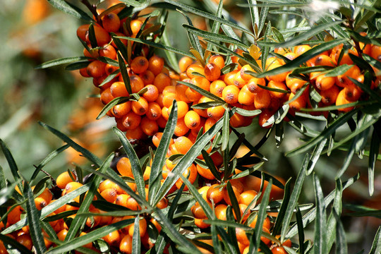 大海u200b \ u200bbuckthorn