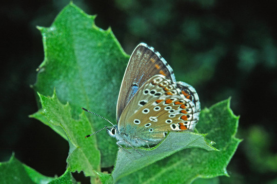 Polyommatus Hispana，知更鳥