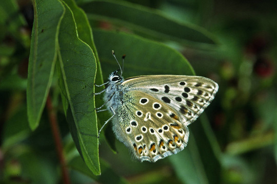 Polyommatus Hispana，BL？調(diào)度