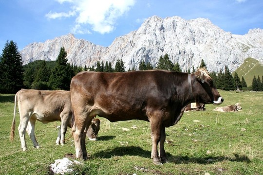 zugspitzkuh