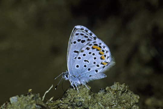 pseudophilotes接力棒，藍(lán)鳥
