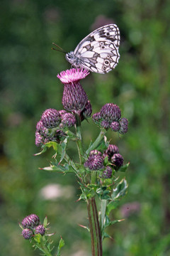 Melanargia，schachbrettfalter薊