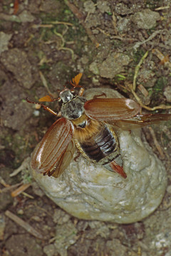 melolantha melolantha，場的甲蟲
