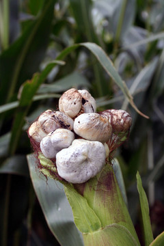 農(nóng)業(yè)