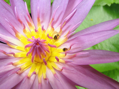 雙花蓮花