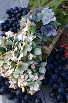 herbstzauber
