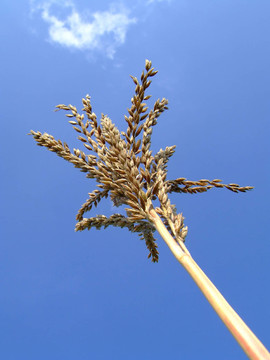 玉米植株頂部
