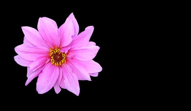 菲奧里IV（大波斯菊）