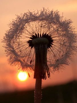 （2）pusteblume