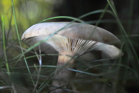 pilzsaison