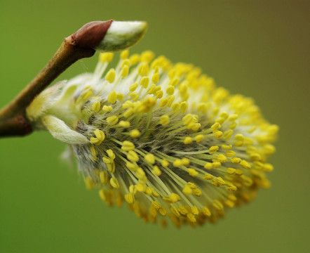 salweide salix黃花