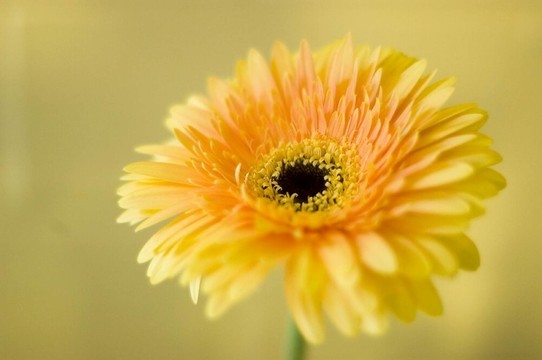 非洲菊1