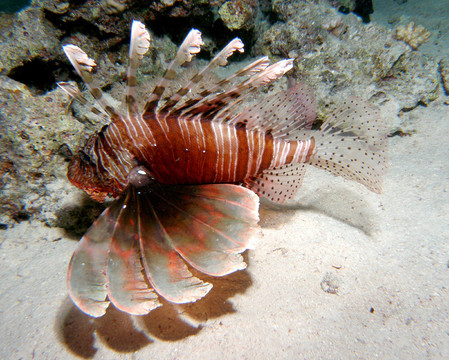 斑馬火魚