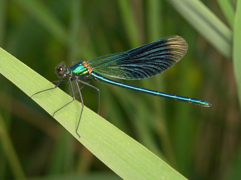 帶狀prachtlibelle，男。