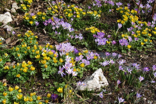 開(kāi)花的偷