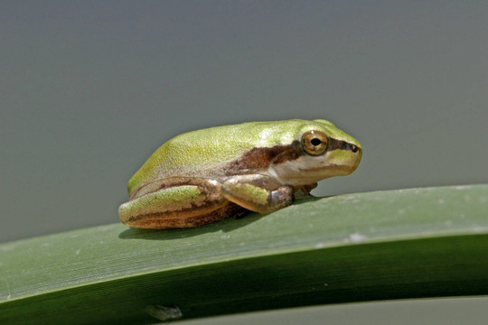 雨蛙MERIDIONALIS，地中海樹(shù)蛙