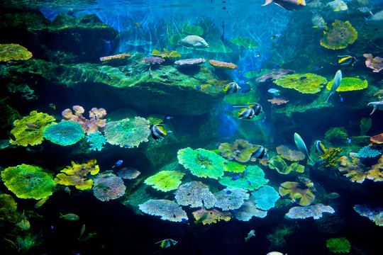 水族館 海底世界