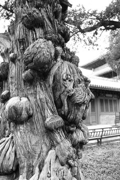 黑白古樹(shù) 百年柏樹(shù)